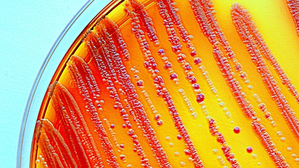 Contra las bacterias resistentes